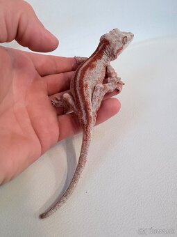 Pagekón hrbolkohlavý - Rhacodactylus auriculatus - 3