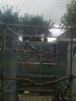 Alexander maly modry - 3