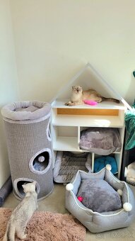 Škótske mačiatka s PP/F.TICA 27 - 3