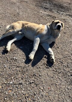 Stredoazijsky ovčiak/SAO - 3