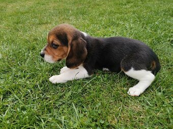 bígl, bígel, beagle - 3