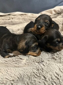 Jazvečík hrubosrstý trpasličí/králičí - 3