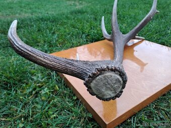 Predám raritný zhod z jeleňa 18toraka. Váha 2,32kg. Dĺžka cc - 3