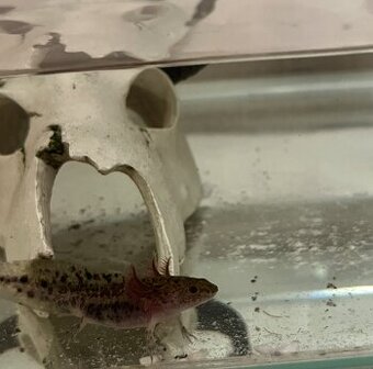 Predám axolotlov - 3