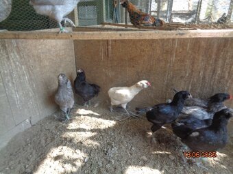 Sliepky plemena Araucana - 3