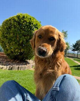 Zlatý retriever na krytie - 3