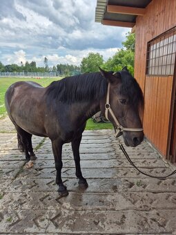 Sportovní pony - 3
