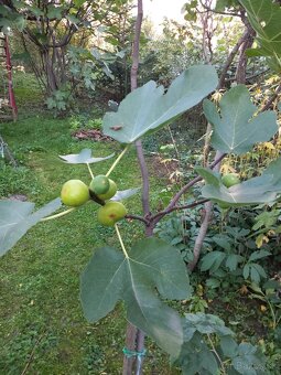 Predám figovník - 3