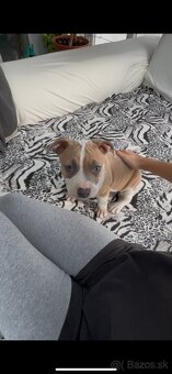 Stafford terrier - 3