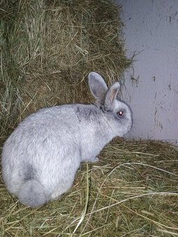 Veľký svetlý strieborný - 3