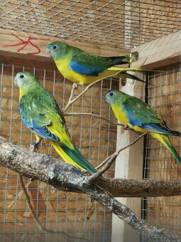 Neofema tyrkysová - 3