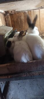 Predám kalif. králiky - 3