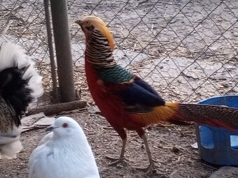 Bažant zlatý a strieborný ,Indické bežce - 3