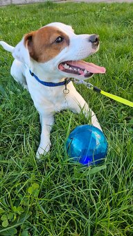 Jack Russel - 3