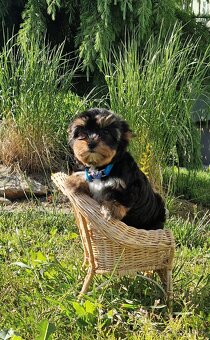 Yorkshire terrier - 3
