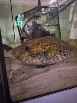Crenicichla zebrina+mix - 3