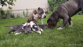 Americký stafordsirsky terier, american bully XL - 3