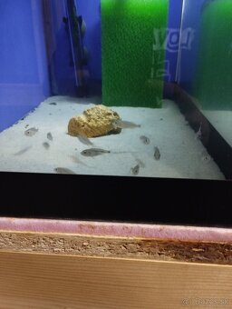 Aristochromis christyi - 3