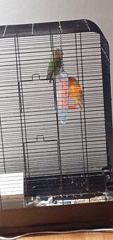 Agapornis ružovohrdly - 3