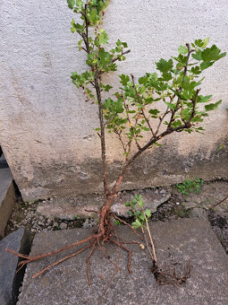 Ríbezle, egreš - 3