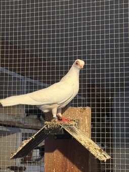 Budapeštiansky kratkozoby letun - 3