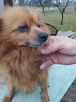 Predám spic nemecky - 3