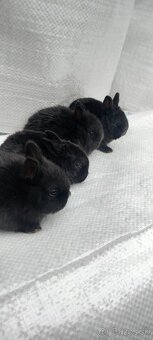 Králik  zakrsly - 3