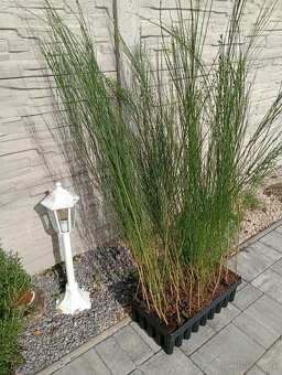 Prútnatec metlovitý - 3