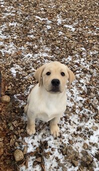 Labrador retriever s PP - 3