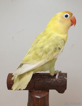 Agapornis škraboškovy - 3