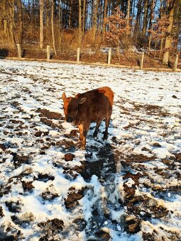 Predám jalovičku - 3