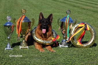 Nemecký ovčiak - 3