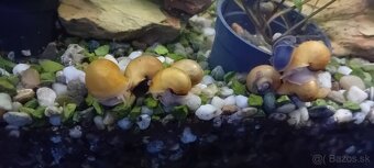 Ampularia žltá - 3