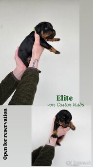 Jagdterrier - 3