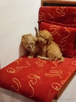 Maltipoo - 3