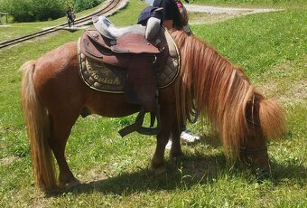 Shetland pony - 3