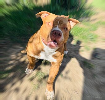 American Bully - 3