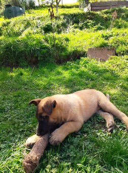 Belgický ovčiak-malinois bez PP - 3