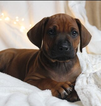 Rodézsky Ridgeback - 3