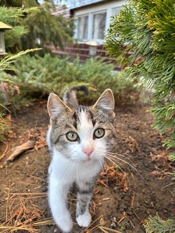 Darujem 4-mesačného kocúrika - 3