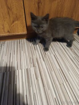 Britske maciatka - 3