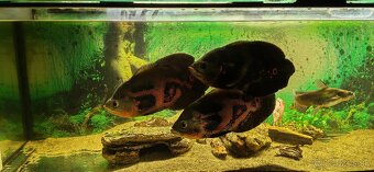 Ocellatus, cichlida pavia - 3