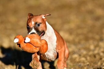 Psík Americký stafordšírsky teriér s pp - 3