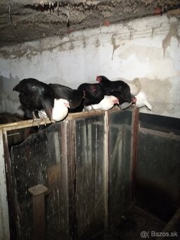 Predám sliepky - 3