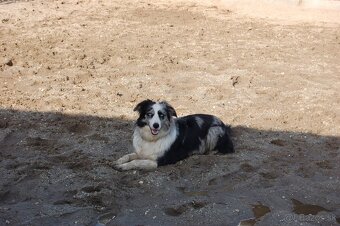 šteniatko Border kólie - blue merle psík - 3