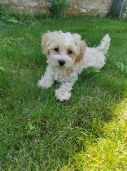 Maltipoo (malteze +Pudel = maltipoo) - 3