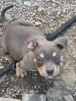 American bully - 3