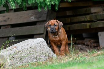 Štěňátko rhodéského ridgebacka - pes s PP - 3
