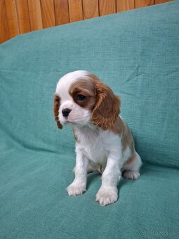 Cavalier kavalier king charles spaniel - 3