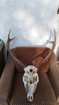 Predám trofej jeleňa, parožie zhody trofeje. - 3